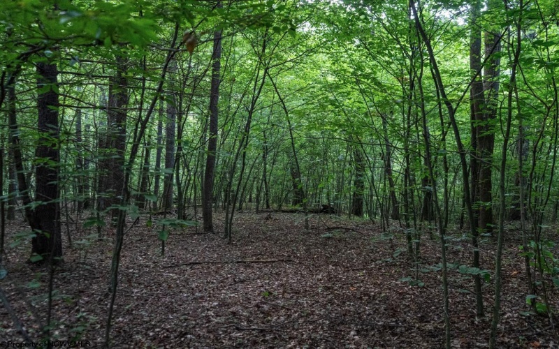 TBD Highland Bridge Road, Clarksburg, West Virginia 26301, ,Lots/land,For Sale,Highland Bridge,10161538