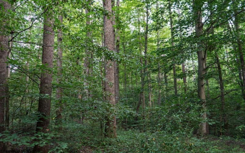 TBD Highland Bridge Road, Clarksburg, West Virginia 26301, ,Lots/land,For Sale,Highland Bridge,10161538
