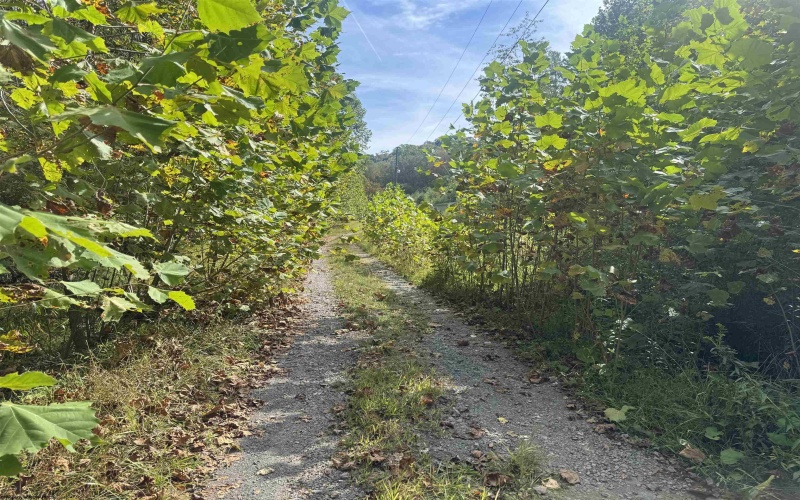 4980 Marquess Road, Tunnelton, West Virginia 26444, 3 Bedrooms Bedrooms, 9 Rooms Rooms,3 BathroomsBathrooms,Single Family Detached,For Sale,Marquess,10161550