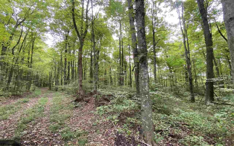 TBD Helen's Run Road, Worthington, West Virginia 26591, ,Lots/land,For Sale,Helen's Run,10161542