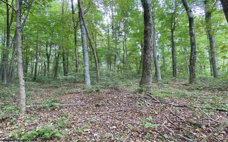 TBD Helen's Run Road, Worthington, West Virginia 26591, ,Lots/land,For Sale,Helen's Run,10161542