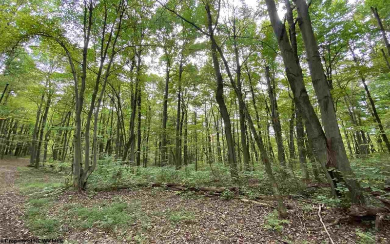 TBD Helen's Run Road, Worthington, West Virginia 26591, ,Lots/land,For Sale,Helen's Run,10161542