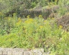 1672 Milford Street, Clarksburg, West Virginia 26301, ,Lots/land,For Sale,Milford,10161574