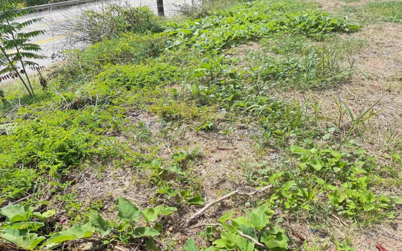1672 Milford Street, Clarksburg, West Virginia 26301, ,Lots/land,For Sale,Milford,10161574