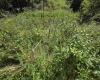00 Scotts Run, Maidsville, West Virginia 26541, ,Lots/land,For Sale,Scotts,10161583