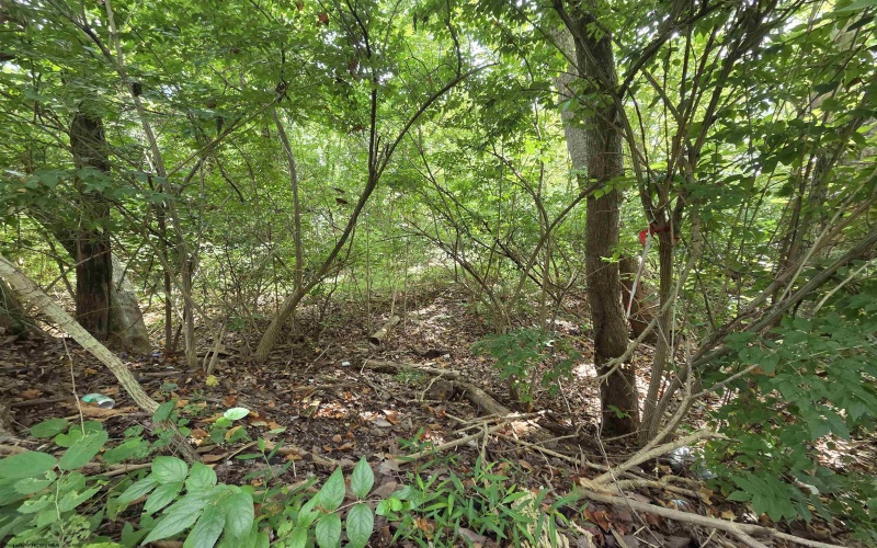 00 Scotts Run, Maidsville, West Virginia 26541, ,Lots/land,For Sale,Scotts,10161583