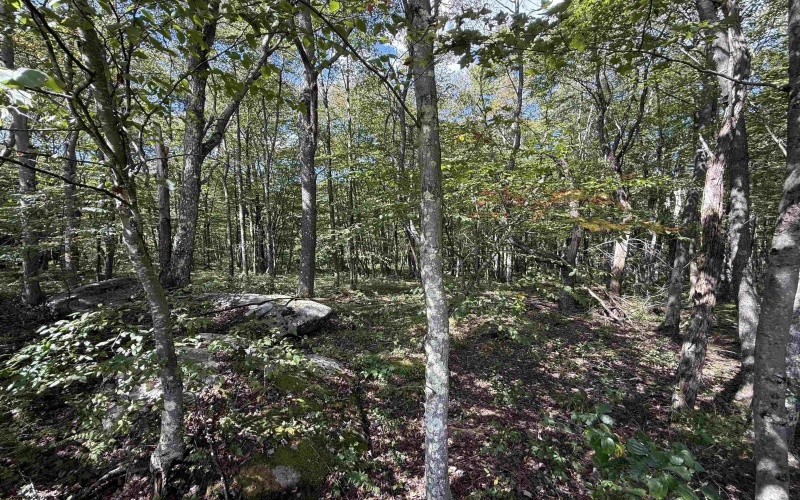 Lot 17 Spring Hill Lane, Albright, West Virginia 26519, ,Lots/land,For Sale,Spring Hill,10161585