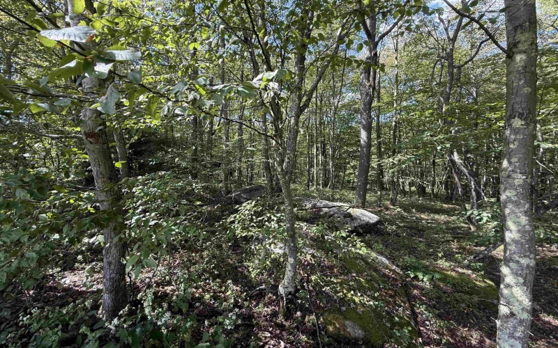 Lot 17 Spring Hill Lane, Albright, West Virginia 26519, ,Lots/land,For Sale,Spring Hill,10161585