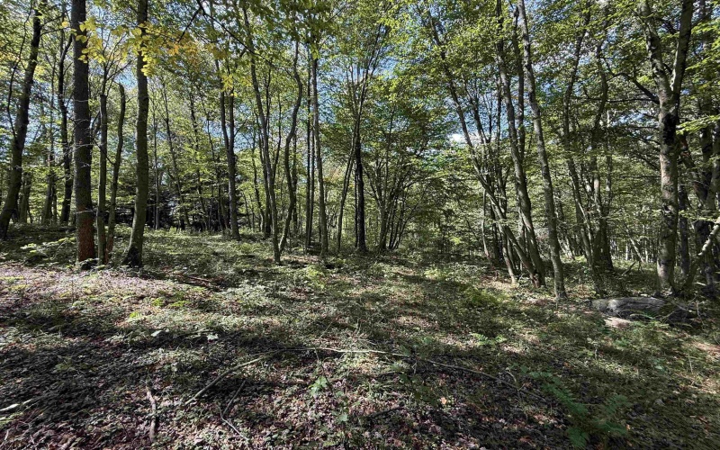 Lot 17 Spring Hill Lane, Albright, West Virginia 26519, ,Lots/land,For Sale,Spring Hill,10161585