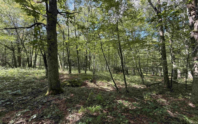 Lot 17 Spring Hill Lane, Albright, West Virginia 26519, ,Lots/land,For Sale,Spring Hill,10161585
