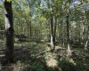 Lot 17 Spring Hill Lane, Albright, West Virginia 26519, ,Lots/land,For Sale,Spring Hill,10161585