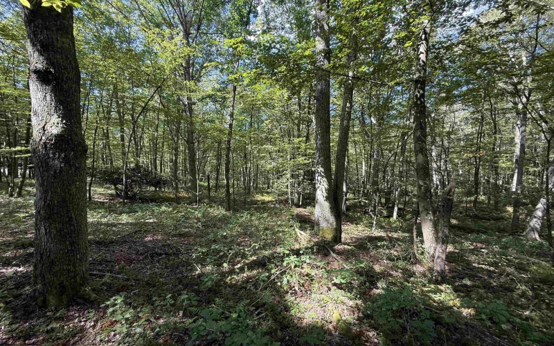 Lot 17 Spring Hill Lane, Albright, West Virginia 26519, ,Lots/land,For Sale,Spring Hill,10161585