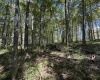 Lot 17 Spring Hill Lane, Albright, West Virginia 26519, ,Lots/land,For Sale,Spring Hill,10161585