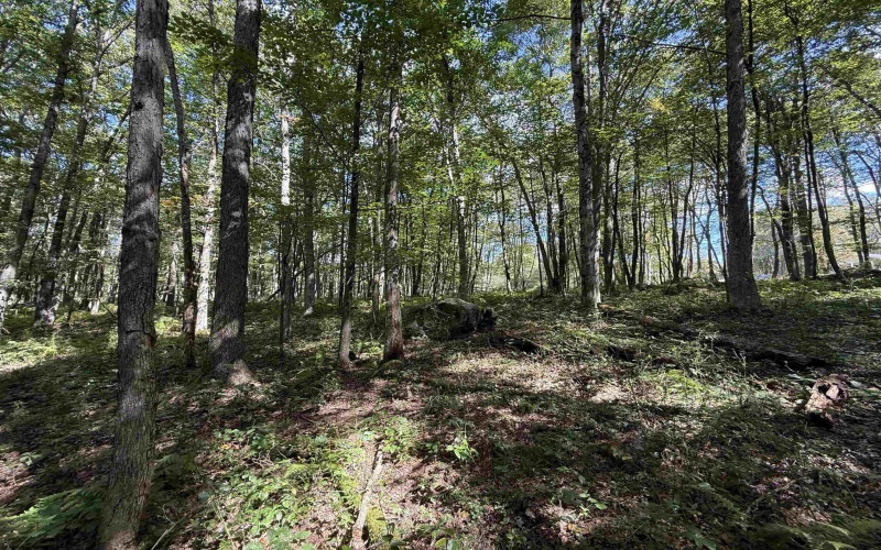 Lot 17 Spring Hill Lane, Albright, West Virginia 26519, ,Lots/land,For Sale,Spring Hill,10161585