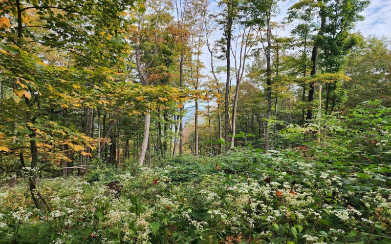 37 Rocky Road, Harman, West Virginia 26270, ,Lots/land,For Sale,Rocky,10161646