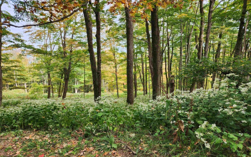 37 Rocky Road, Harman, West Virginia 26270, ,Lots/land,For Sale,Rocky,10161646