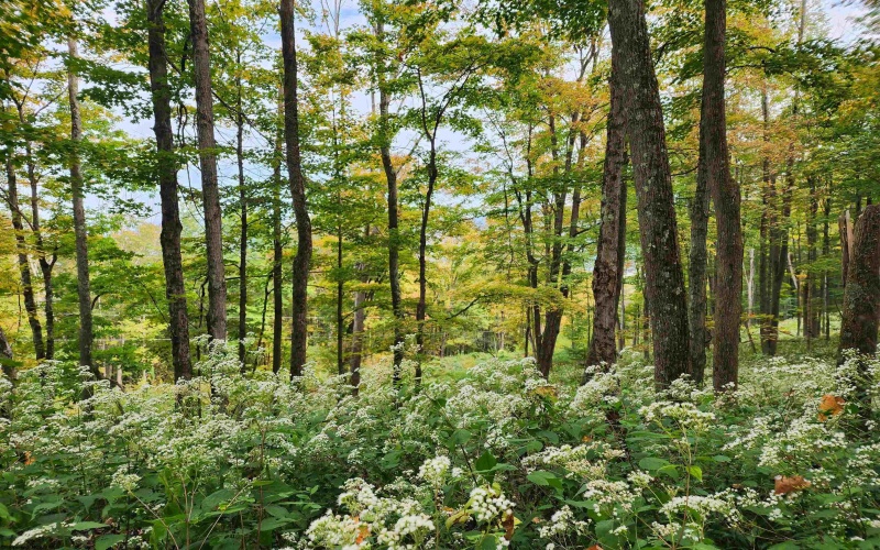 37 Rocky Road, Harman, West Virginia 26270, ,Lots/land,For Sale,Rocky,10161646