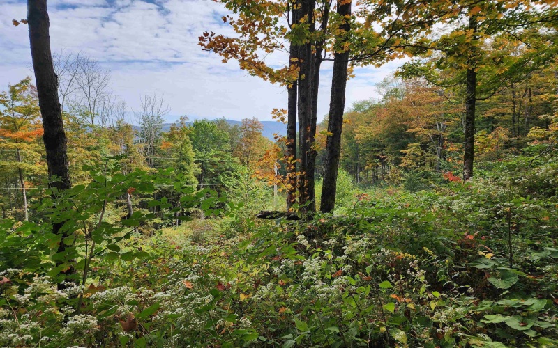 37 Rocky Road, Harman, West Virginia 26270, ,Lots/land,For Sale,Rocky,10161646