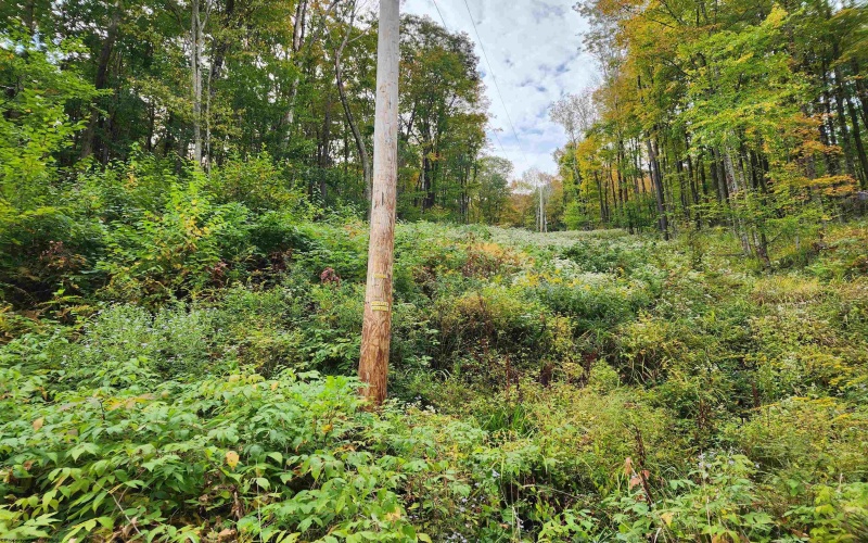 37 Rocky Road, Harman, West Virginia 26270, ,Lots/land,For Sale,Rocky,10161646