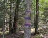TBD Copper Head Road, Terra Alta, West Virginia 26764, ,Lots/land,For Sale,Copper Head,10161664