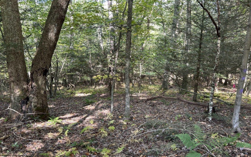 TBD Copper Head Road, Terra Alta, West Virginia 26764, ,Lots/land,For Sale,Copper Head,10161664
