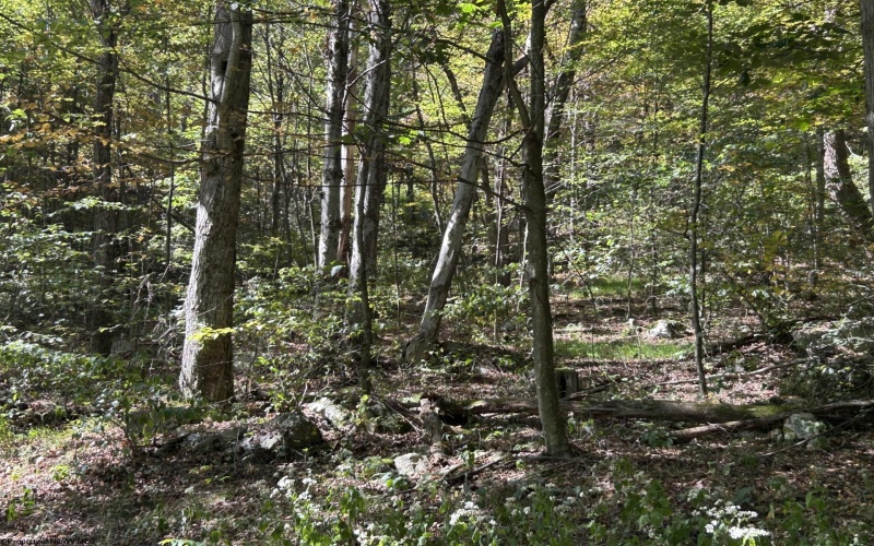 Lot 3 Possum Hollow Road, Terra Alta, West Virginia 26764, ,Lots/land,For Sale,Possum Hollow,10161683