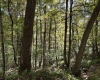 Lot 4 Possum Hollow Road, Terra Alta, West Virginia 26764, ,Lots/land,For Sale,Possum Hollow,10161684