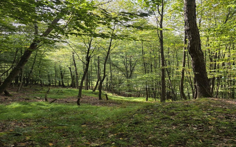 TBD Samaria Road, Fairmont, West Virginia 26554, ,Lots/land,For Sale,Samaria,10161747