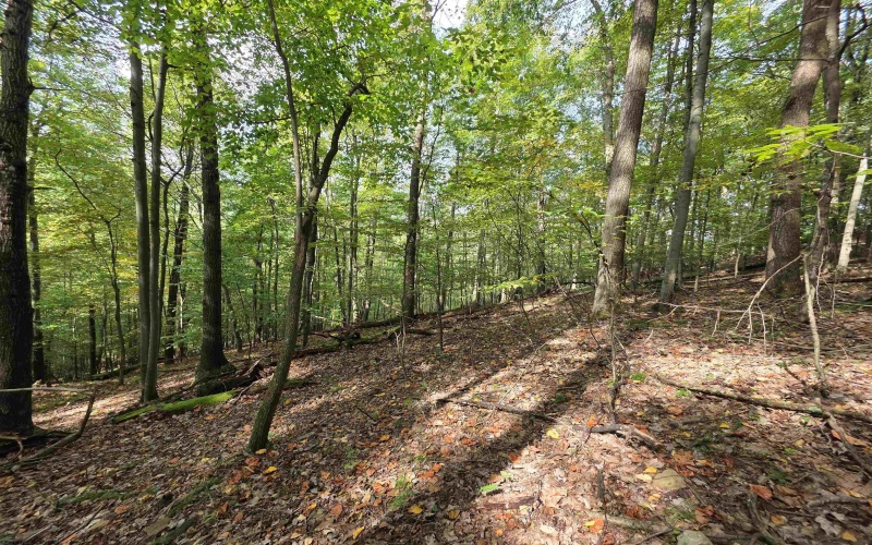 TBD Samaria Road, Fairmont, West Virginia 26554, ,Lots/land,For Sale,Samaria,10161747