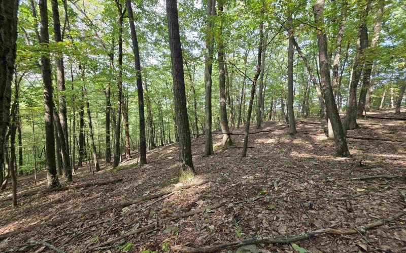 TBD Samaria Road, Fairmont, West Virginia 26554, ,Lots/land,For Sale,Samaria,10161747