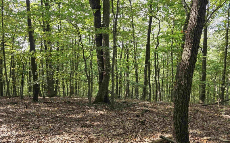 TBD Samaria Road, Fairmont, West Virginia 26554, ,Lots/land,For Sale,Samaria,10161747