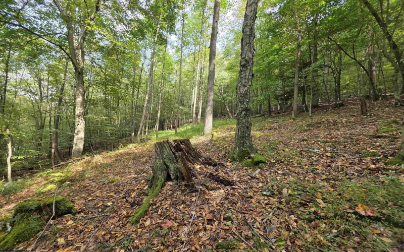 TBD Samaria Road, Fairmont, West Virginia 26554, ,Lots/land,For Sale,Samaria,10161747