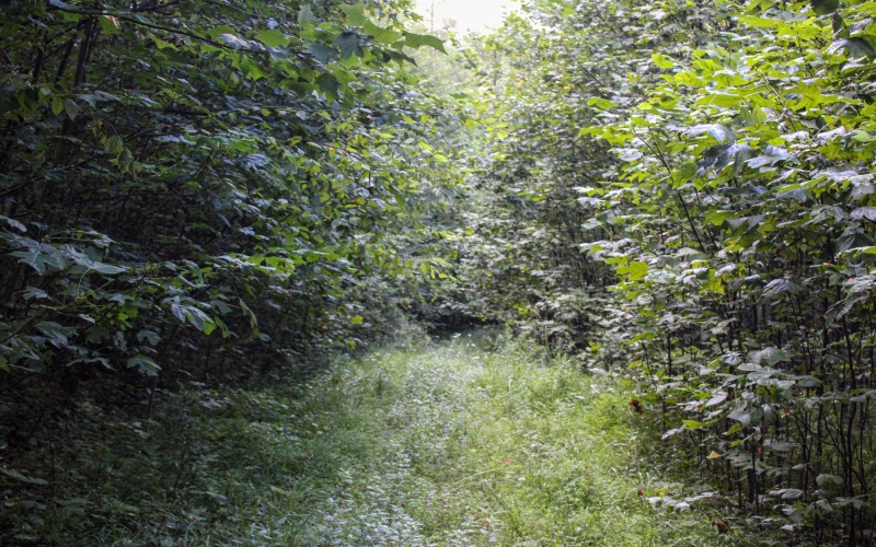 8859 George Washington Highway, Tunnelton, West Virginia 26444, ,Lots/land,For Sale,George Washington,10161762