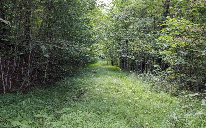 8859 George Washington Highway, Tunnelton, West Virginia 26444, ,Lots/land,For Sale,George Washington,10161762