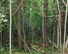 8859 George Washington Highway, Tunnelton, West Virginia 26444, ,Lots/land,For Sale,George Washington,10161762