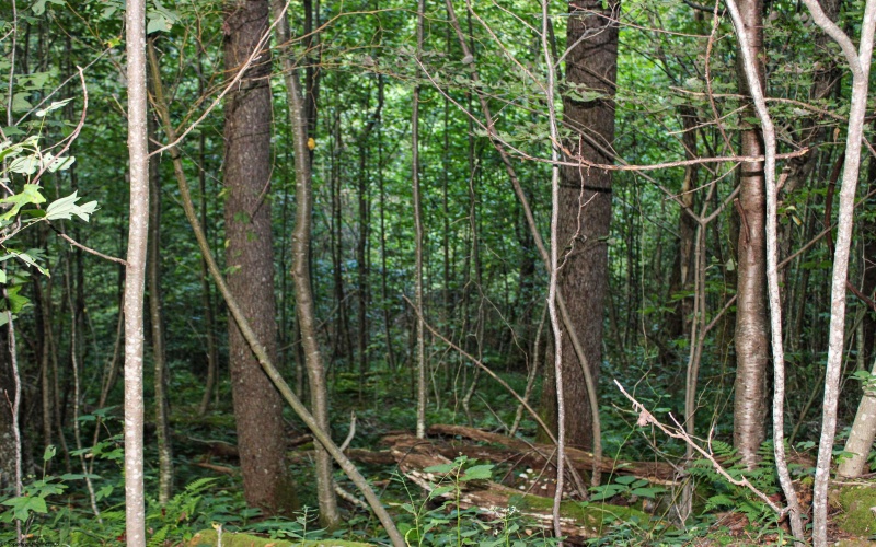8859 George Washington Highway, Tunnelton, West Virginia 26444, ,Lots/land,For Sale,George Washington,10161762