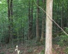 8859 George Washington Highway, Tunnelton, West Virginia 26444, ,Lots/land,For Sale,George Washington,10161762