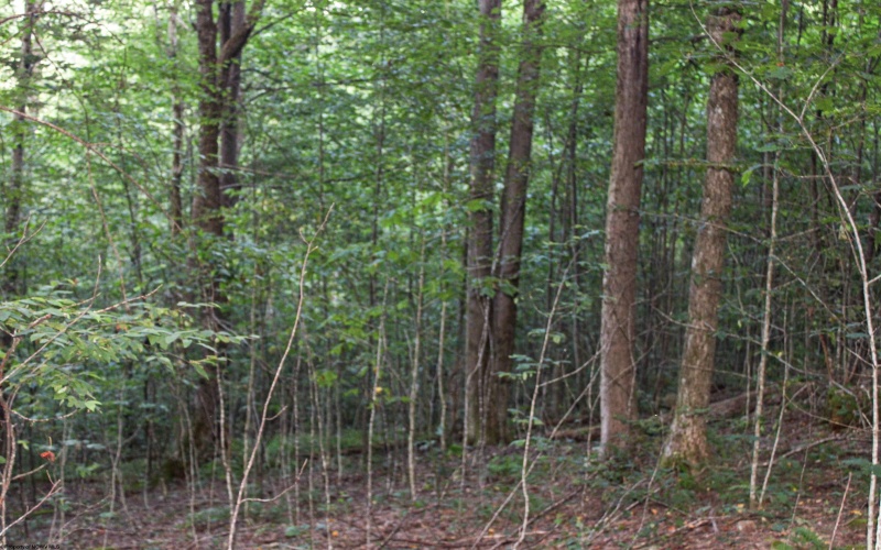 8859 George Washington Highway, Tunnelton, West Virginia 26444, ,Lots/land,For Sale,George Washington,10161762