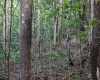 8859 George Washington Highway, Tunnelton, West Virginia 26444, ,Lots/land,For Sale,George Washington,10161762