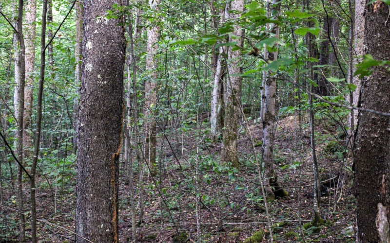8859 George Washington Highway, Tunnelton, West Virginia 26444, ,Lots/land,For Sale,George Washington,10161762