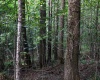 8859 George Washington Highway, Tunnelton, West Virginia 26444, ,Lots/land,For Sale,George Washington,10161762