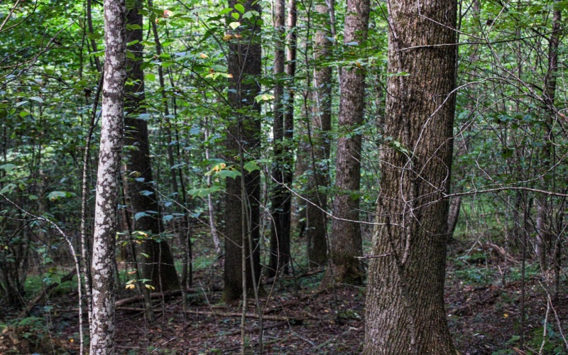 8859 George Washington Highway, Tunnelton, West Virginia 26444, ,Lots/land,For Sale,George Washington,10161762