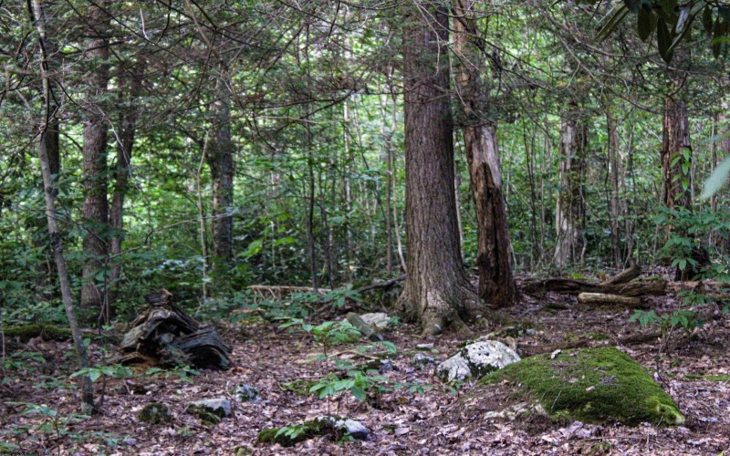 8859 George Washington Highway, Tunnelton, West Virginia 26444, ,Lots/land,For Sale,George Washington,10161762