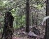 8859 George Washington Highway, Tunnelton, West Virginia 26444, ,Lots/land,For Sale,George Washington,10161762