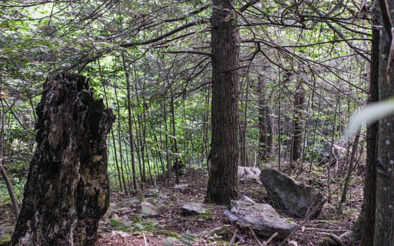 8859 George Washington Highway, Tunnelton, West Virginia 26444, ,Lots/land,For Sale,George Washington,10161762