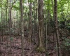 8859 George Washington Highway, Tunnelton, West Virginia 26444, ,Lots/land,For Sale,George Washington,10161762
