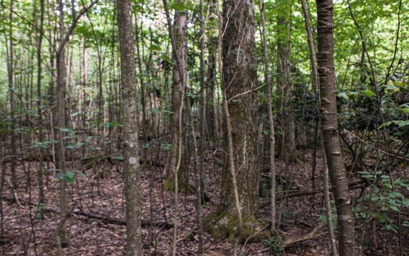 8859 George Washington Highway, Tunnelton, West Virginia 26444, ,Lots/land,For Sale,George Washington,10161762