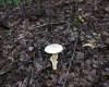8859 George Washington Highway, Tunnelton, West Virginia 26444, ,Lots/land,For Sale,George Washington,10161762