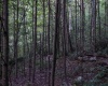8859 George Washington Highway, Tunnelton, West Virginia 26444, ,Lots/land,For Sale,George Washington,10161762