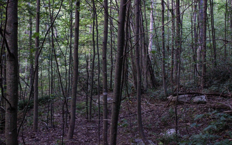 8859 George Washington Highway, Tunnelton, West Virginia 26444, ,Lots/land,For Sale,George Washington,10161762